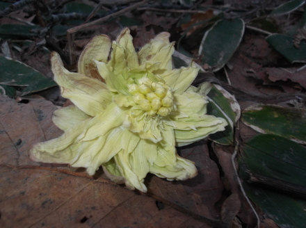 DSCF0449.JPG